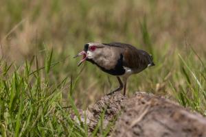 Loreto, Peru | Foto de un Avefría Tero (Vanellus chilensis), avistado en la Reserva Nacional Matsés | © Kevyn Arce - WCS Peru | Avefría Tero (Vanellus chilensis) © Kevyn Arce - WCS Perú