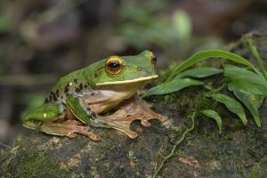 Mamabay, Madagascar | wildlife | Martin Bauert, Zoo Zurich | _MBA8469_n Boophis cf albilabris