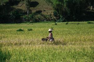 Mamabay, Madagascar | community | FAO/Rijasolo | IMG_0427