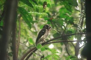 Mamabay, Madagascar | wildlife | FAO/Rijasolo | IMG_9949