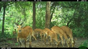 Central African Republic | Kob | WCS CAR program | Manovo Complex 2022