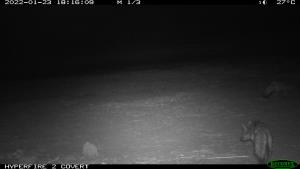 Central African Republic | Jackal | WCS CAR program | PH003_Bamingui_Chacal.JPG
