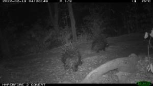 Central African Republic | Crested Porcupine | WCS CAR program | PH004_Bamingui_Porc epic.JPG