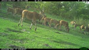 Central African Republic | Giant Eland | WCS CAR program | PH005_Bamingui_Eland.JPG