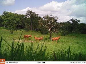 Central African Republic | Hartebeest | WCS CAR program | PH006_Foh_Bubale.JPG