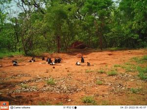 Central African Republic | Guereza Colobus | WCS CAR program | PH007_Foh_Colob de guereza.JPG