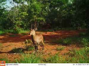 Central African Republic | Waterbuck | WCS CAR program | PH008_Foh_Cob Defasa.JPG