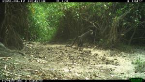 Central African Republic | Cercopithecus neglectus | WCS CAR program | PH011_Foh_Cercopithaque de Brazza.JPG