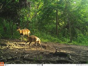Central African Republic | Bushbuck | WCS CAR program | PH012_Foh_Guib-harnache.JPG