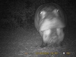 Central African Republic | Hippopotamus  | WCS CAR program | PH016_MG_Koumbala_Hippopotame.JPG