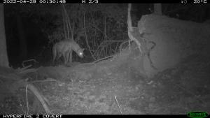 Central African Republic | Hyena  | WCS CAR program | PH017_MG_Koumbala_Hyane.JPG