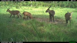 Central African Republic | Waterbuck | WCS CAR program | PH019_Idongo-Ngassa_Cob Defassa.JPG