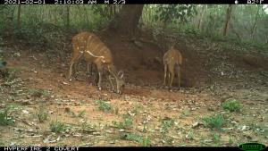 PH020_Idongo-Ngassa_Guib-harnache.JPG | Bushbuck | WCS CAR program | PH020_Idongo-Ngassa_Guib-harnache.JPG