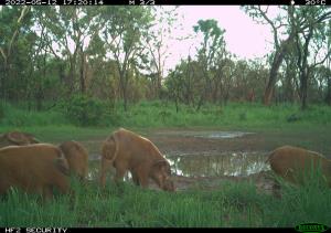 Central African Republic | Red River Hog | WCS CAR program | PH022_Idongo-Ngassa_Potamochere.JPG