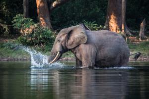 Congo - Nouabalé Ndoki National Park | Wildlife | Scott Ramsay | WCS Congo - copyright Scott Ramsay - www.scottramsay.africa-3536