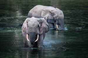 Congo - Nouabalé Ndoki National Park | Wildlife | Scott Ramsay | WCS Congo - copyright Scott Ramsay - www.scottramsay.africa-3507