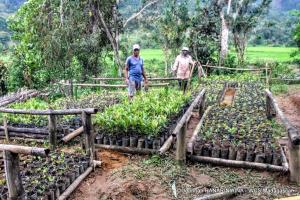 Madagascar, MaMaBay landscape | One of WCS Makira many tree nursery sites which support both restoration and community agriculture projects. | Andrew Kirkby | 6. WCS Andrew Kirkby Makira restoration tree nursery