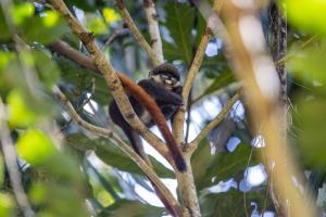 DRC | monkey | FAO/T. NICOLON | 20201206 WCS FAO NICOLON-4