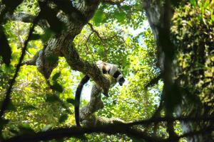 Madagascar, MaMaBay landscape | Black and White Ruffed Lemur in Makira Natural Park | Andrew Kirkby | 9. WCS Andrew Kirkby black and white ruffed lemur
