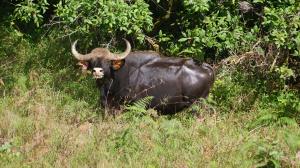 India | Gaur | Photo Credit/Copyright | Bos gaurus - Gaur - Vulnerable