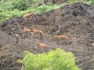 India | Dhole pack | Vinayaka SG | Cuon alpinus - Dhole - Endangered