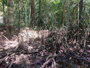India | Swamp in Agumbe | Vinayaka SG | Myristica swamp - Agumbe