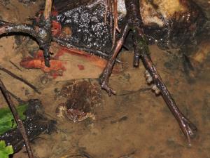 India | Kumara Night Frog | Vinayaka SG | Nyctibatrachus kumbara - Kumara Night Frog - Data deficient