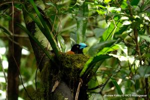 Madagascar, MaMaBay landscape | Helmeted Vanga in Masoala National Park | Andrew Kirkby | 11. WCS Andrew Kirkby helmeted vanga