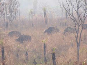 Tenasserim Transboundary Forest | A herd of gaur | A herd of gaur (Bos gaurus), IUCN vulnerable species, feeding peacefully in a grassland deep in TYW, was encountered by a TYW patrol team during the early morning patrol. They are recovering well i