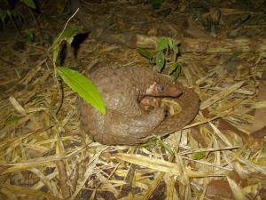 Tenasserim Transboundary Forest | A Malayan pangolin  | A Malayan pangolin (Manis javanicus), IUCN critically endangered species, encountered by a patrol team of TYW. The pangolin is saved inside the park by a strong system of SMART patrol.