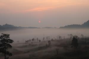 Tenasserim Transboundary Forest | Landscape | The grassland locate nearly by head quater of TYE, the photo taken by forest ranger in early morning.
