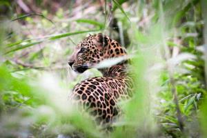 Tenasserim Transboundary Forest | Leopard | The Leopard photo taken by a patrol team in early April 2022 and selected to receive an award from the SMART patrol monitoring center at Headquarters of Department of National Parks, Wildlife and Pl