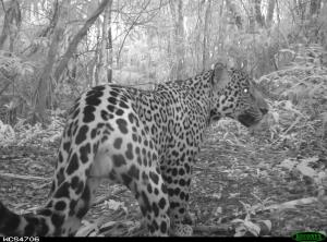 Guatemala/Selva Maya | Panthera onca | Rony García/WCS | cb2ad0ab-77fc-4726-a973-a54f779112bc