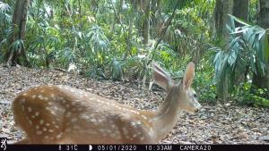Guatemala/Selva Maya | Mazama temama | Rony García/WCS | f0a128b5-b2c4-41ff-a8c4-3148bc2a0cd2