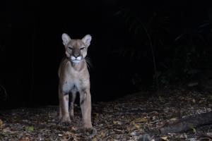 Guatemala/Selva Maya | Puma concolor | Rony García/WCS | 623737b6-aada-477f-ba5b-f5f435e0211f