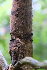 Madagascar, MaMaBay landscape | A leaf-tailed gecko, one of the iconic species from the MaMaBay landscape. | Andrew Kirkby | 16. WCS Andrew Kirkby Leaf-tailed gecko