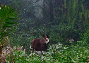 Democratic Republic of the Congo, Okapi Wildlife Reserve | Okapi/species | copyright Hani GuÃ© | Okapi_Hani Gue.jpg