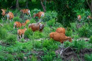 Thailand/HKK | Group of banteang at the salt lick | DNP/WCS Thailand | Big bull and his family