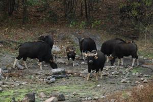 Thailand/HKK | Vigilance mother gaur | DNP/WCS Thailand | Vigilance mother gaur