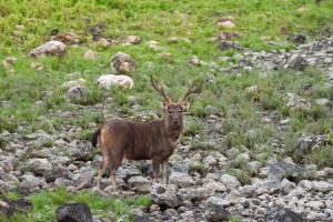 Thailand/HKK | Standing male deer at the salt lick | DNP/WCS Thailand | Male deer