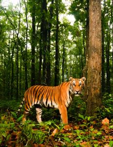 Thailand/HKK | Walking tiger | DNP/WCS Thailand | Tiger