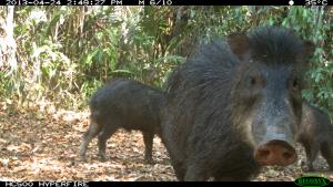 Guatemala, MBR, Holmul | White-lipped Peccary | Rony García-Anleu/WCS Guatemlaa | SMAYA_20130424_RGA_1.JPG