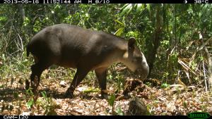 Guatemala, MBR, Holmul | Tapir | Rony García-Anleu/WCS Guatemlaa | SMAYA_20130516_RGA_1.JPG