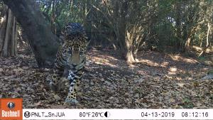 Guatemala, MBR, Laguna del Tigre | Jaguar | Rony García-Anleu/WCS Guatemlaa | SMAYA_20190413_RGA_1.JPG