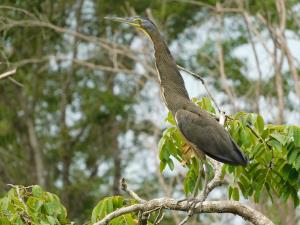 Guatemala, MBR, Laguna del Tigre | Tiger Heron, La Cariba, Laguna del Tigre | Roan Balas McNab/WCS Guatemala | SMAYA_20210515_RBM_1.JPG