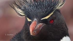 Argentina, Blue Patagonia | Marine biodiversity: Southern rockhopper penguin (Eudyptes chrysocome) | Eugenia Zavattieri | Southern rockhopper penguin (Eudyptes chrysocome)