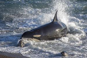 Argentina, Blue Patagonia | Marine biodiversity: Killer whale (Orcinus orca).jpg | Martín Brogger | Killer whale (Orcinus orca).jpg